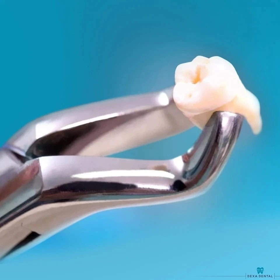 Heavy Duty Dental Extracting Forceps 150 151 23, Apical Forceps, Cowhorn Forc...