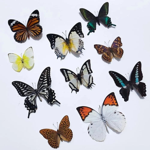 "20Pcs of Real Dried Dead Butterflies with Spread Wings Shaped, Natural "
