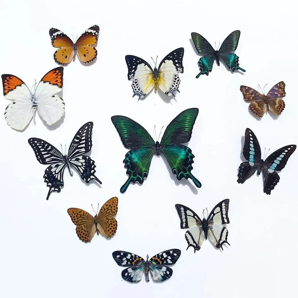 "20Pcs of Real Dried Dead Butterflies with Spread Wings Shaped, Natural "