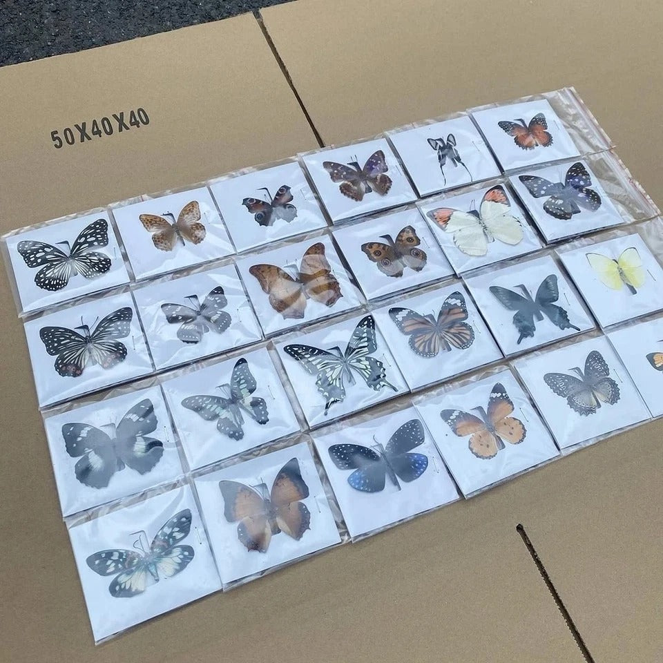 "20Pcs of Real Dried Dead Butterflies with Spread Wings Shaped, Natural "